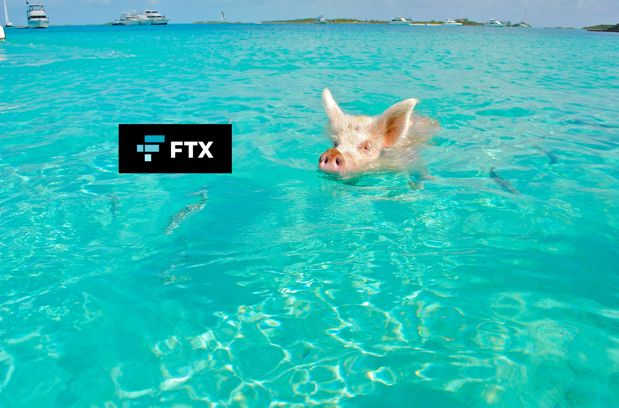 pig-swimming-in-the-tropical-waters-in-the-bahamas